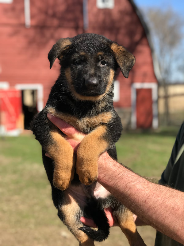 Puppies For Sale - Vom Sippel-Shepherds