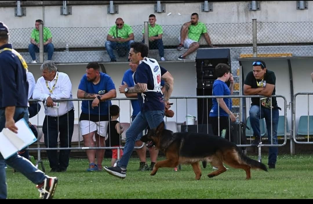 My Dogs - Vom Sippel-Shepherds